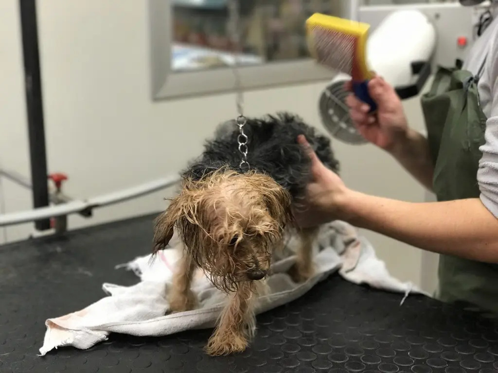 Spazzolatura di un cane durante il trattamento